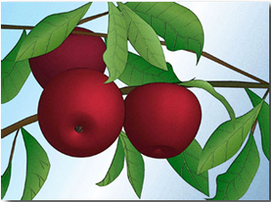 apples-on-a-branch